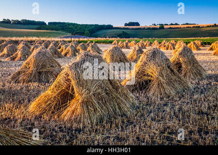 Moyettes traditionnels de blé dans un champ dans le Wiltshire, Royaume-Uni. Banque D'Images