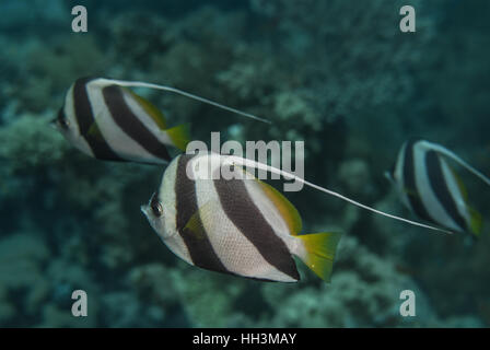 Heniochus diphreutes bannerfish, scolarisation, Chetodontidae, l'île de Tiran, Mer Rouge, Charm el-Cheikh, Egypte Banque D'Images