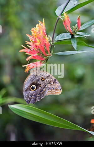 Mortié bleu, morpho peleides, se nourrissant sur la plante dans la Glasshouse, RHS Garden Wisley, Woking, Surrey, Angleterre, Royaume-Uni en janvier Banque D'Images