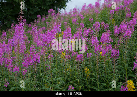 Schmalblättriges Weidenröschen, Epilobium angustifolium, Chamerion angustifolium, Chamaenerion angustifolium, incendie, lutte contre les mauvaises herbes, de l'épilobe grand willowherb, R Banque D'Images