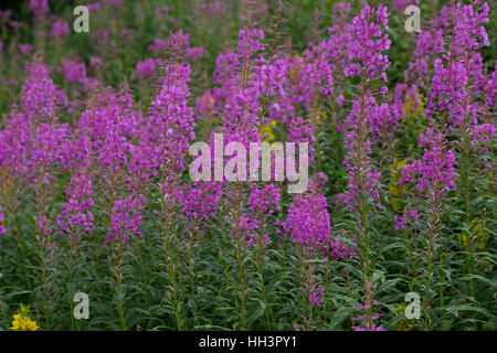 Schmalblättriges Weidenröschen, Epilobium angustifolium, Chamerion angustifolium, Chamaenerion angustifolium, incendie, lutte contre les mauvaises herbes, de l'épilobe grand willowherb, R Banque D'Images