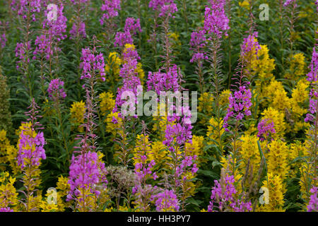 Schmalblättriges Weidenröschen, Epilobium angustifolium, Chamerion angustifolium, Chamaenerion angustifolium, incendie, lutte contre les mauvaises herbes, de l'épilobe grand willowherb, R Banque D'Images