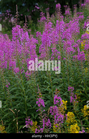 Schmalblättriges Weidenröschen, Epilobium angustifolium, Chamerion angustifolium, Chamaenerion angustifolium, incendie, lutte contre les mauvaises herbes, de l'épilobe grand willowherb, R Banque D'Images