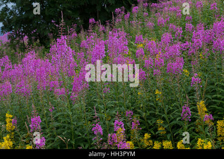 Schmalblättriges Weidenröschen, Epilobium angustifolium, Chamerion angustifolium, Chamaenerion angustifolium, incendie, lutte contre les mauvaises herbes, de l'épilobe grand willowherb, R Banque D'Images