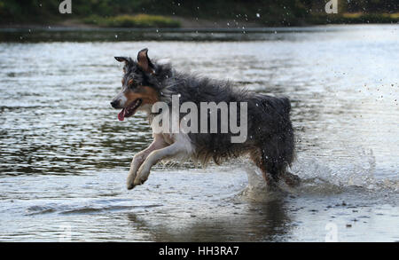 Chasse Chien Berger Australien Toy Dans Lohio River