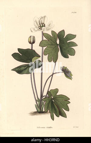 Twinleaf ou rhumatisme racine, Jeffersonia diphylla. La gravure sur cuivre coloriée par George Cooke de Conrad Loddiges Cabinet Botanique', London, 1825. Banque D'Images