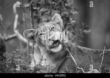 Lion cub à mâcher sur un bâton en noir et blanc dans le Parc National Kruger, Afrique du Sud. Banque D'Images