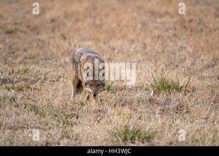 Le Coyote (Canis latrans), Los Poblanos Domaines, espace ouvert, Albuquerque, Nouveau Mexique, USA. Banque D'Images