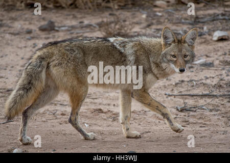 Le Coyote (Canis latrans), Los Poblanos Domaines, espace ouvert, Albuquerque, Nouveau Mexique, USA. Banque D'Images