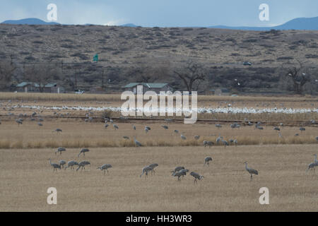 Les Grues du Canada (Grus canadensis), et des neiges (Chen caerulescens), l'alimentation à Ladd S. Gordon Waterfowl Management Area, NM Banque D'Images