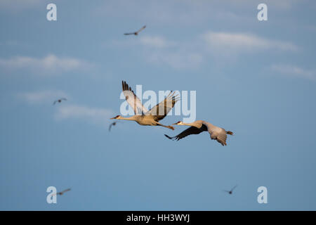 Les Grues du Canada (Grus canadensis), vol,. S. Gordon Ladd Waterfowl Management Area, New Mexico, USA. Banque D'Images