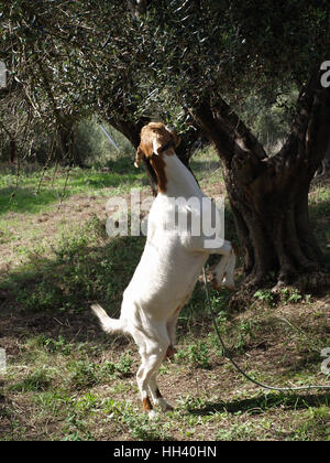 Nanny goat standing on hind legs en mangeant des branches d'olive tree Banque D'Images