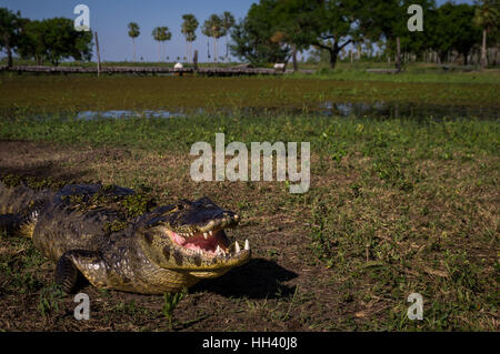 Caiman Yacare, crocodile du Pantanal, Paraguay Banque D'Images