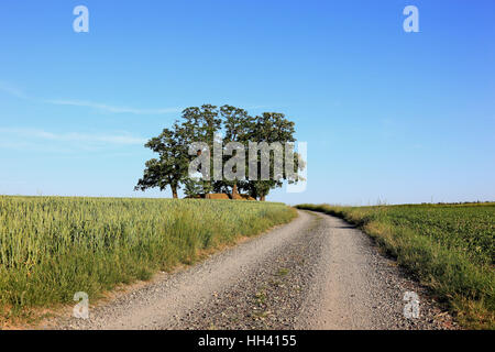 Groupe d'arbres dans un champ paysage avec un chemin de terre, le robinier arbres, monument naturel, district de Kulmbach, Haute-Franconie, Bavar Banque D'Images