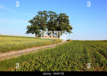 Groupe d'arbres dans un champ paysage avec un chemin de terre, le robinier arbres, monument naturel, district de Kulmbach, Haute-Franconie, Bavar Banque D'Images