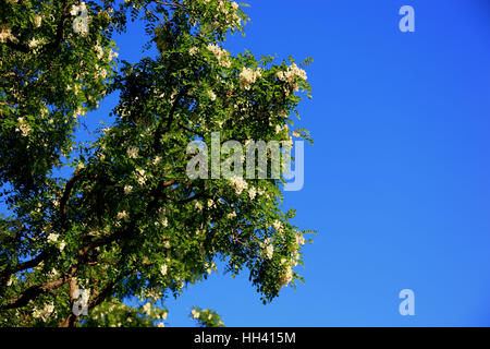 La floraison, Robinia Robinia, commun Robinia pseudoacacia robinier blanc, également, faux acacia, Acacia Acacia, Commun Schotendorn ou pluie d'argent Banque D'Images