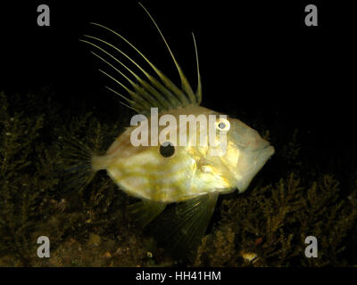 Underwater de Zeus faber - John Dory , St Pierre ou Peter's fish en habitat naturel en mer Adriatique Croatie Banque D'Images