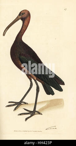 Ibis falcinelle Plegadis falcinellus (Bay, ibis, Tantalus falcinellus). La gravure sur cuivre coloriée par James Sowerby du British Miscellany, ou de couleur, de nouveaux chiffres, rares ou peu connus des animaux, Londres, 1804. Banque D'Images