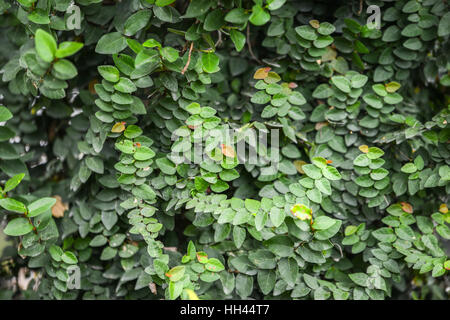 Feuilles de lierre qui couvre le mur Banque D'Images