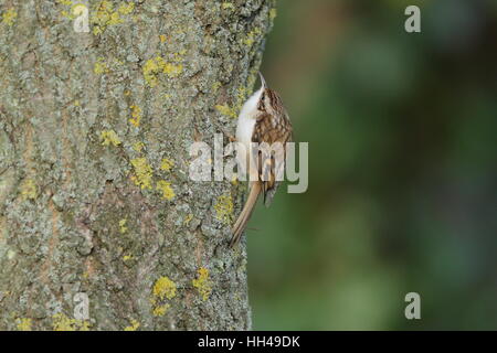 Bruant eurasien (Certhia familiaris) monter un tronc d'arbre dans un bois britannique Banque D'Images