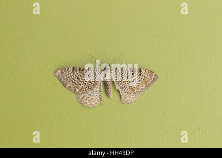 Coquille Saint-Jacques (Hydria undulata), un joli motif à rayures papillon sur un fond vert, dans un jardin de banlieue Banque D'Images