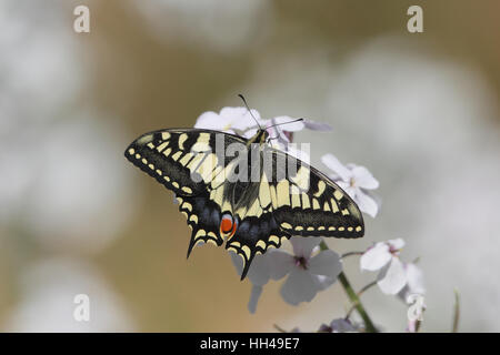 Papilio machaon), nectar sur le violet (Hesperis matronalis) dans les Norfolk Broads Banque D'Images