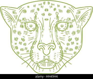 Style ligne mono illustration d'une tête de guépard face à l'avant fixé sur un fond blanc. Illustration de Vecteur