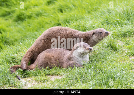 Deux Européens sur la loutre Lutra lutra , herbe Banque D'Images