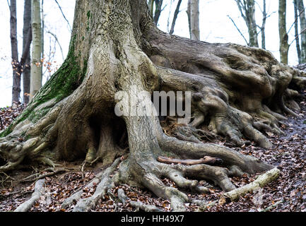 Sol de la forêt avec de vieilles racines s'étendant de l'arbre Banque D'Images