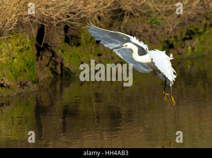 Aigrette garzette (Egretta garzetta), à venir en vol d'atterrir sur le green river bank. Pieds jaunes montrant bien. Banque D'Images