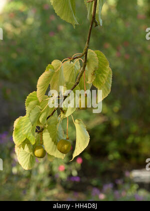 Dove-tree, Davidia involucrata Fruits Banque D'Images