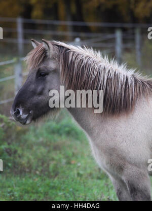 Un portrait d'une jeune cheval islandais dun bleu Banque D'Images