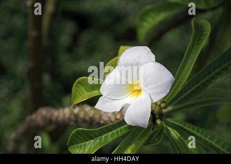 Voile de frangipanier Plumeria pudica (Novia) Banque D'Images