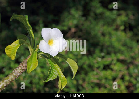 Voile de frangipanier Plumeria pudica (Novia) Banque D'Images