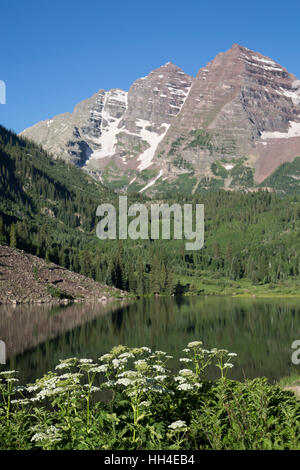 Fleurs sauvages du Colorado (premier plan), du Bordeaux Lac, Maroon Bells (arrière-plan), Maroon Bells Scenic Area, Colorado, USA Banque D'Images