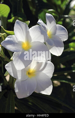 Voile de frangipanier Plumeria pudica (Novia) Banque D'Images