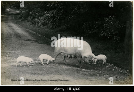 Royal Victoria Hospital Farm Colony, Polton, Écosse Banque D'Images