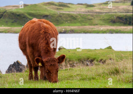 Luing bovins, une race bovine d'origine britannique, sur leur île de Luing sur la côte ouest de l'Écosse, au Royaume-Uni. Banque D'Images