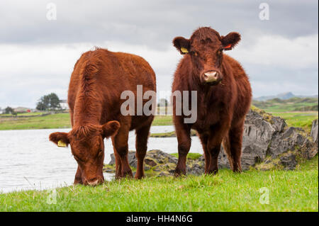 Luing bovins, une race bovine d'origine britannique, sur leur île de Luing sur la côte ouest de l'Écosse, au Royaume-Uni. Banque D'Images