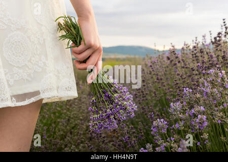 Champ de lavande sur les femmes en robe blanche holding Bouquet de lavande dans la main Banque D'Images