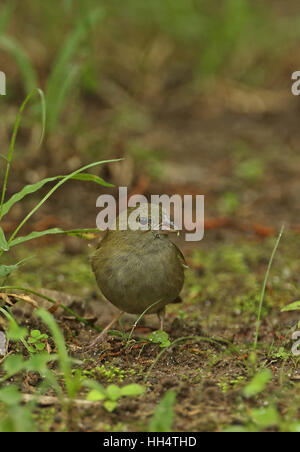 Black-faced Grassquit (Melanospiza bicolor omissus) femelle adulte fond doux plantation, St Lucia, Petites Antilles Banque D'Images