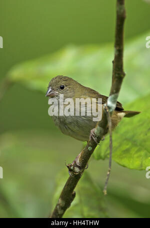 Black-faced Grassquit (Melanospiza bicolor omissus) femelle adulte fond doux plantation, St Lucia, Petites Antilles Banque D'Images