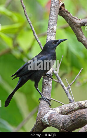 Quiscale bronzé (Quiscalus lugubris Carib inflexirostris) mâle adulte fond doux plantation, St Lucia, Petites Antilles Banque D'Images