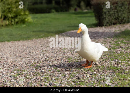 Seul le canard blanc chemin rural Banque D'Images