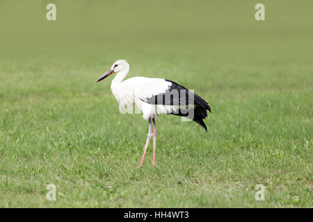 Portrait d'une cigogne dans son habitat naturel Banque D'Images