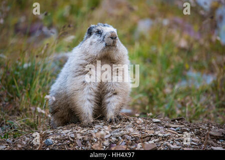 La Marmotte des Rocheuses (Marmota caligata) Logan Pass, Glacier National Park, Montana, USA Banque D'Images