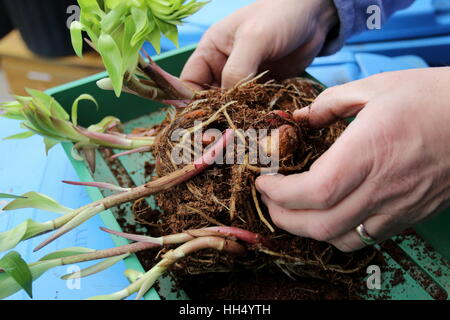 Germination de séparation ou de bulbes de Lis Lilium Oriental avant de planter dans le sol Banque D'Images