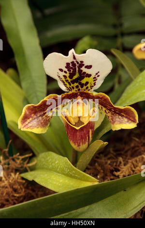 Orchidées Paphiopedilum Lady Slipper fleur fleurs dans une serre au printemps Banque D'Images