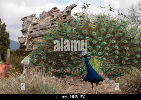 Affichage d'accouplement d'un mâle bleu et vert peacock Pavo muticus dans un jardin botanique Banque D'Images