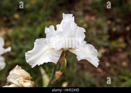 White iris fleurs dans un jardin botanique en Californie du Sud Banque D'Images